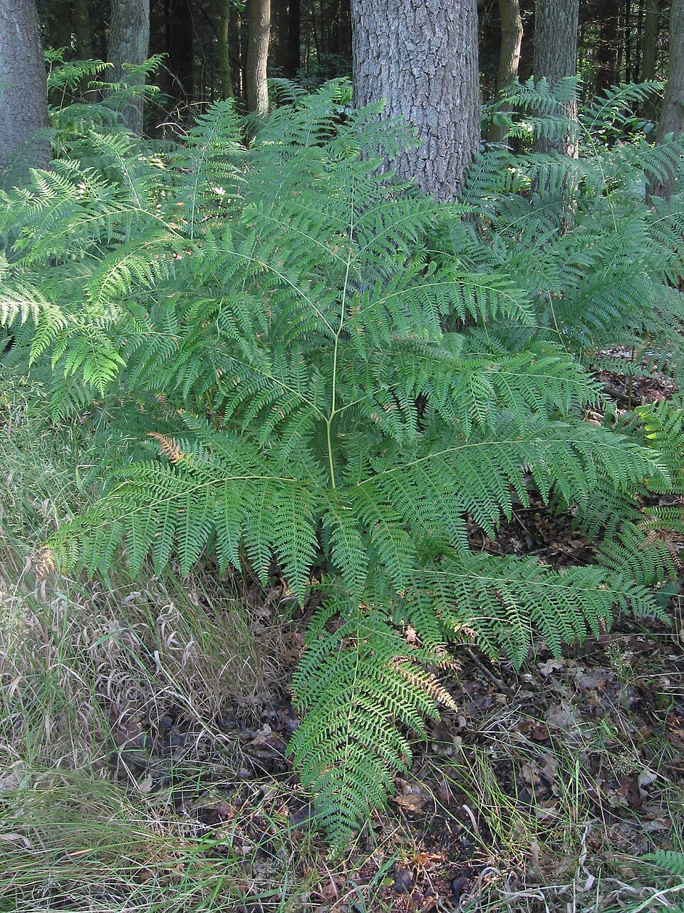 Pteridium aquilinum (bracken fern) (alternate view 6)