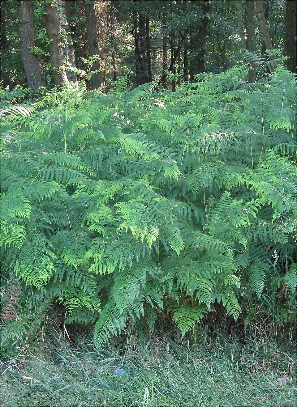 Pteridium aquilinum (bracken fern) (alternate view 7)
