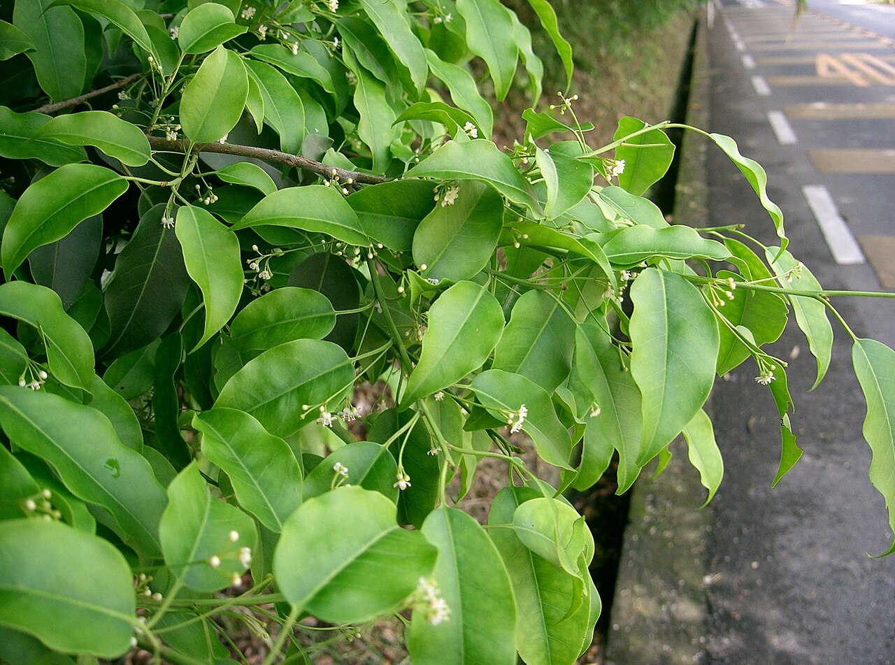 Ilex pedunculosa, Longstalk holly — upright evergreen (Aquifoliaceae) (image 6 of 10)