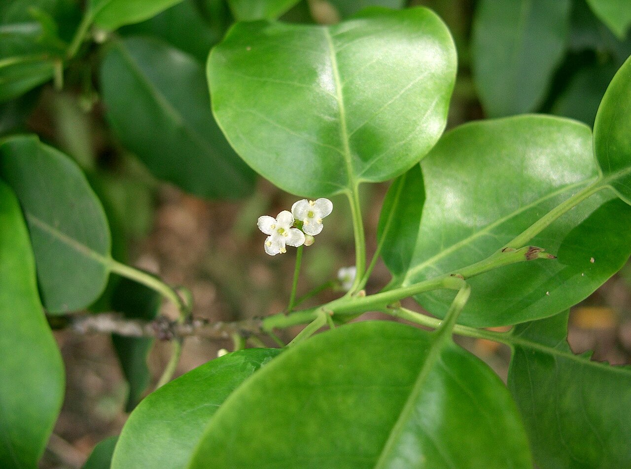 Ilex pedunculosa, Longstalk holly — upright evergreen (Aquifoliaceae) (image 7 of 10)