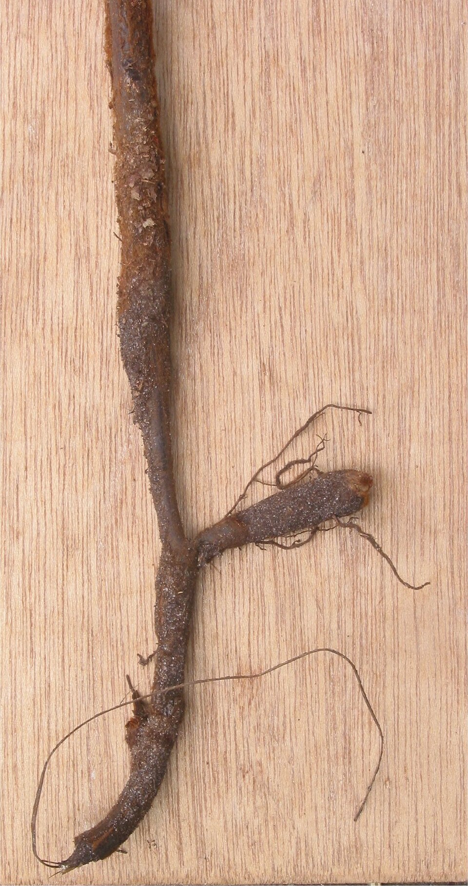 Pteridium aquilinum (bracken fern) (alternate view 8)