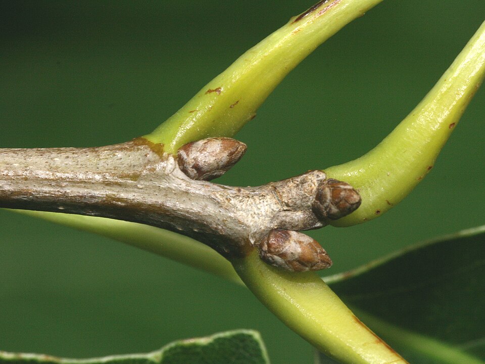 Quercus muehlenbergii (chinkapin oak) (alternate view 3)