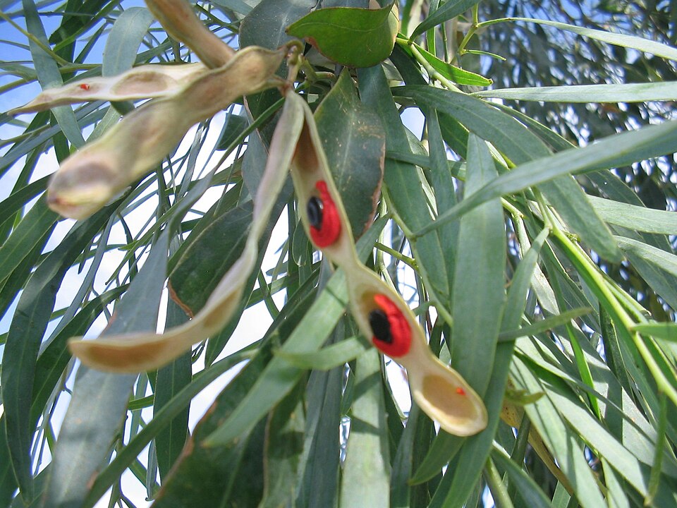 Acacia salicina (Willow Acacia) (alternate view 3)