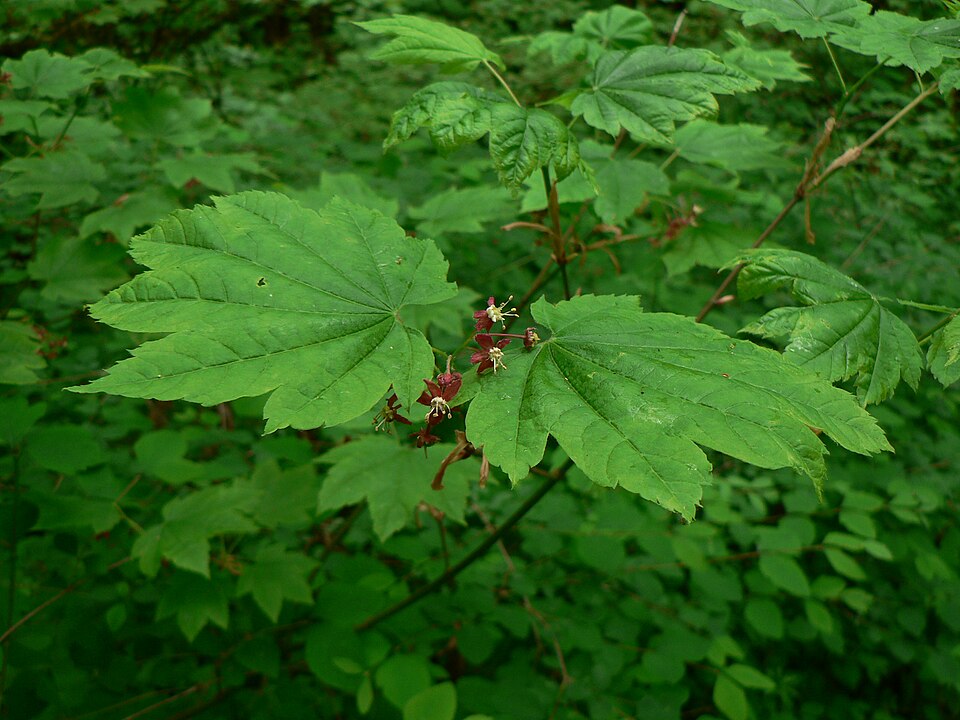 Acer circinatum (Vine maple) (alternate view 6)