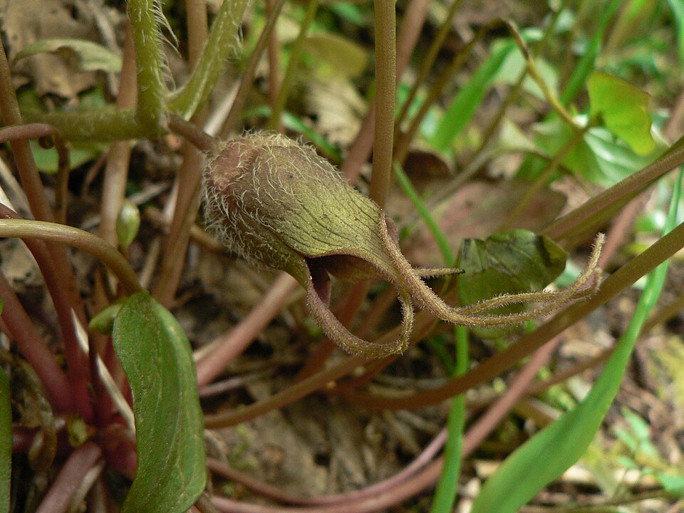 Asarum caudatum (Wild Ginger) (alternate view 9)
