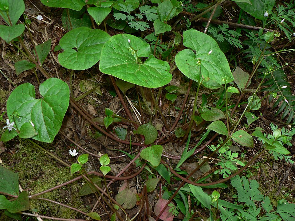 Asarum caudatum (Wild Ginger) (alternate view 10)