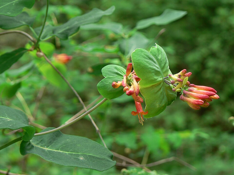 Lonicera ciliosa (trumpet honeysuckle) (alternate view 6)