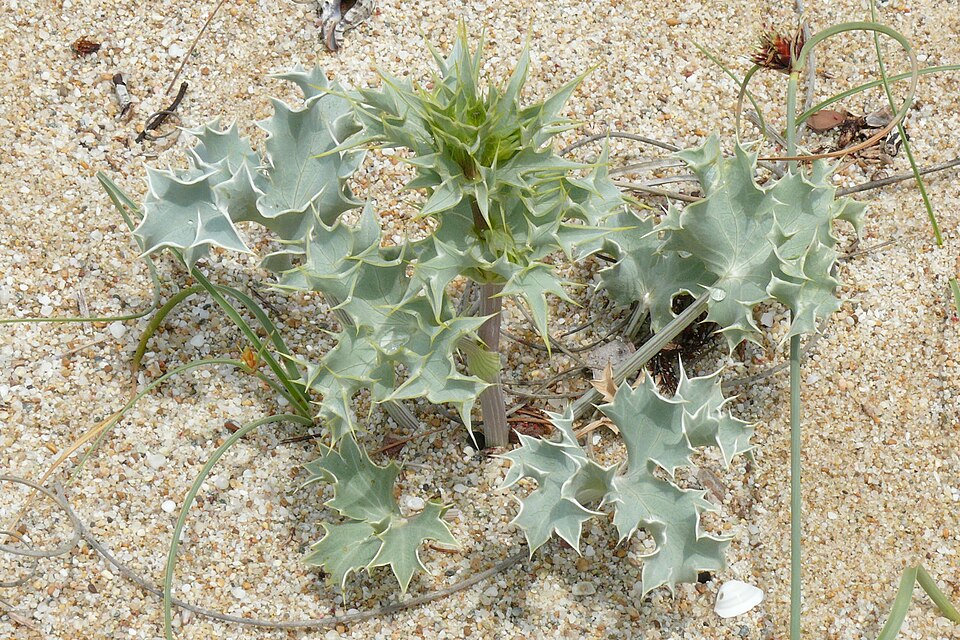 Eryngium maritimum (Sea Holly)