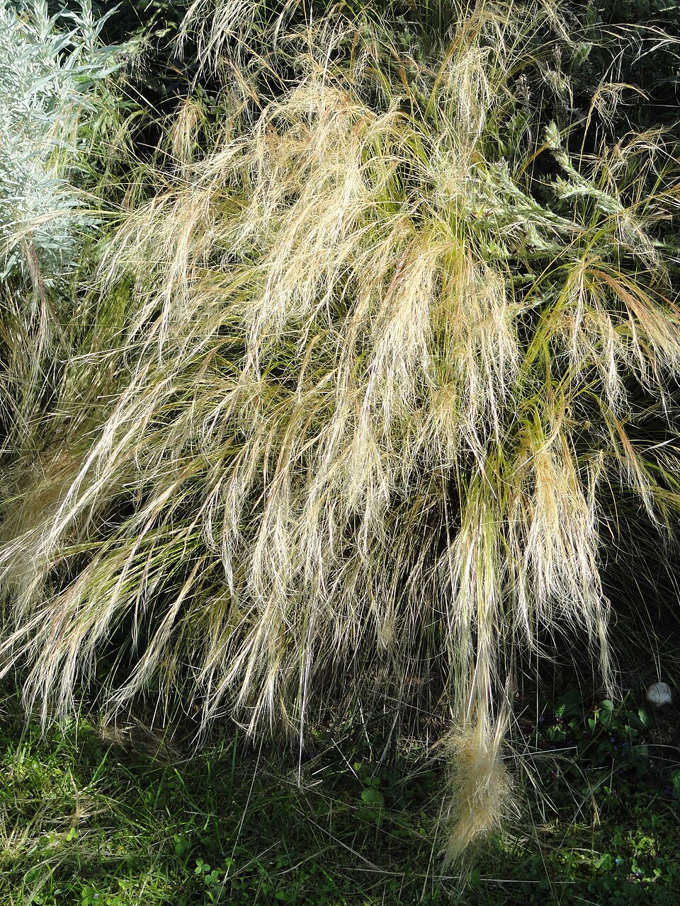 Nassella tenuissima (Mexican feather/hair grass) (alternate view 10)