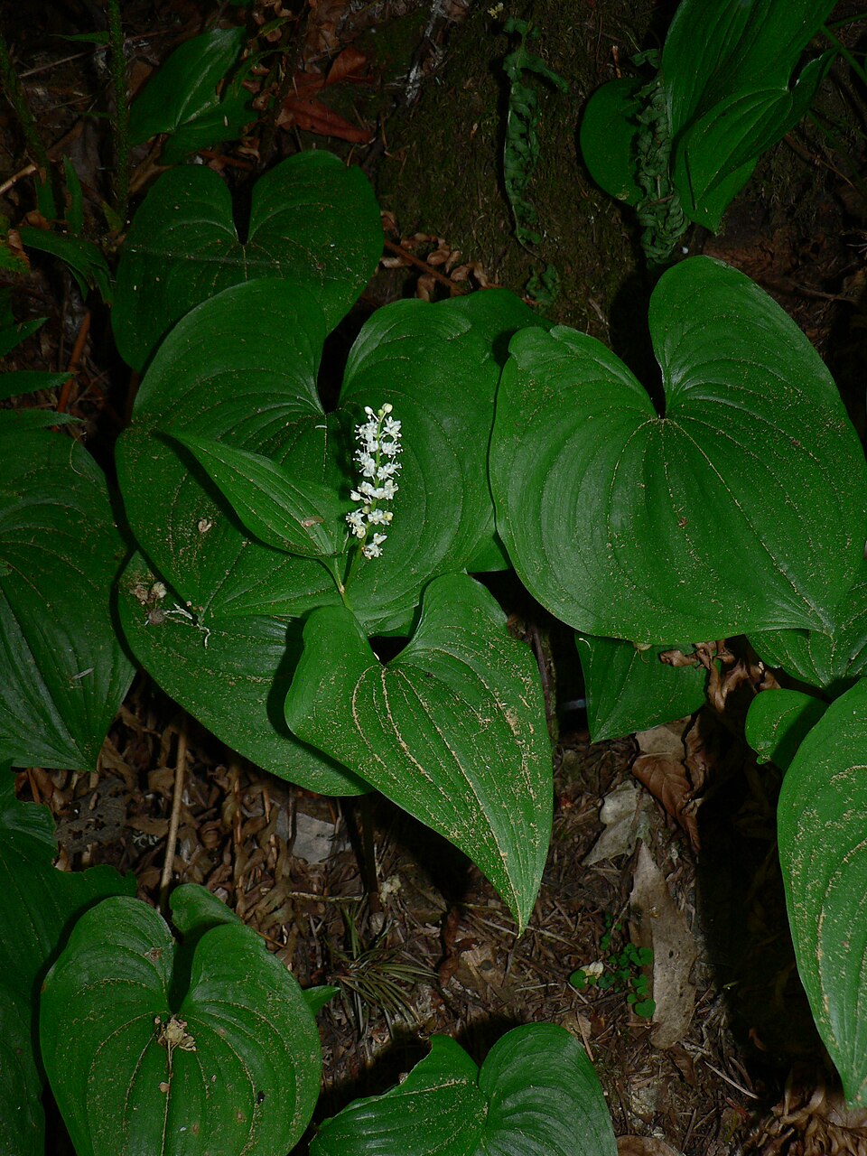 Maianthemum dilatatum (false lily of the valley) (alternate view 6)
