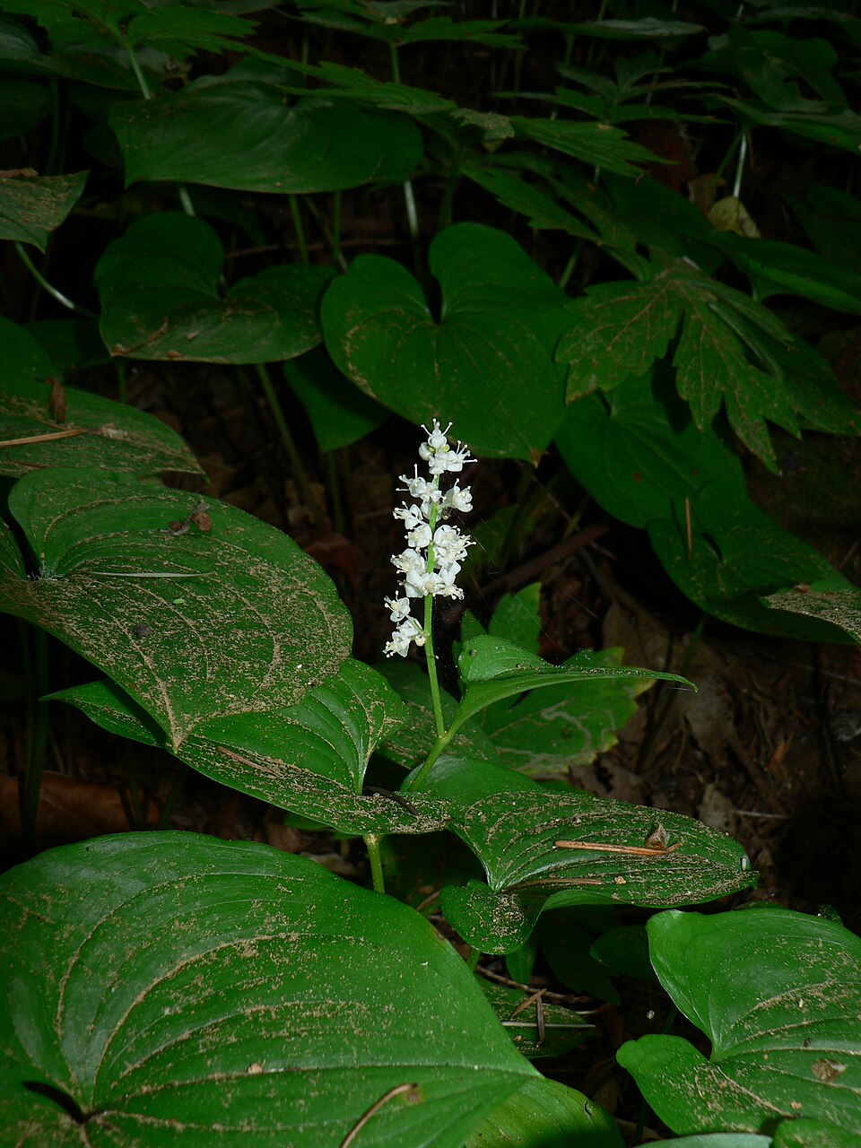 Maianthemum dilatatum (false lily of the valley) (alternate view 7)