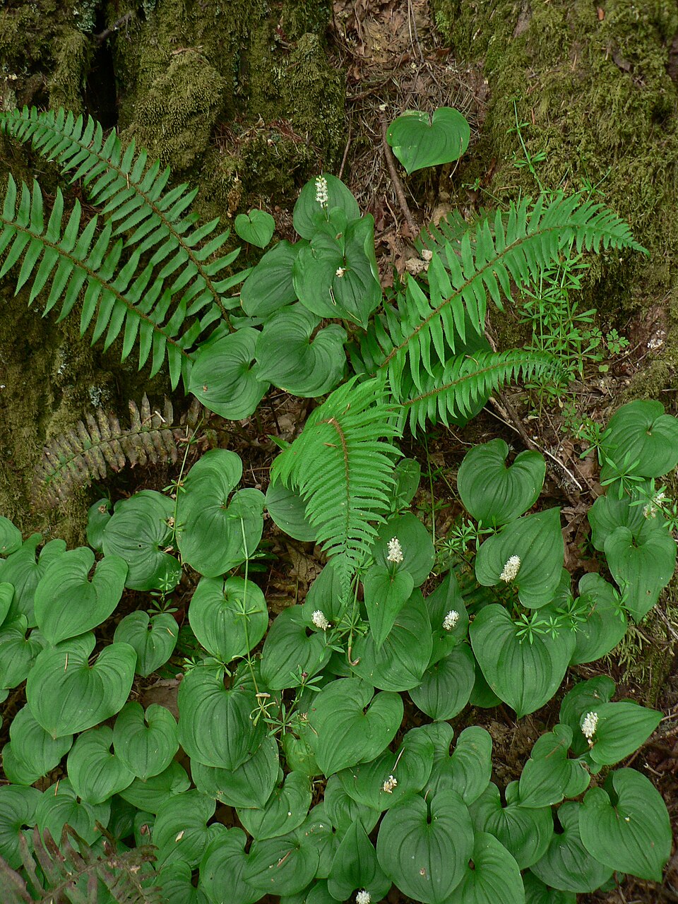 Maianthemum dilatatum (false lily of the valley) (alternate view 8)