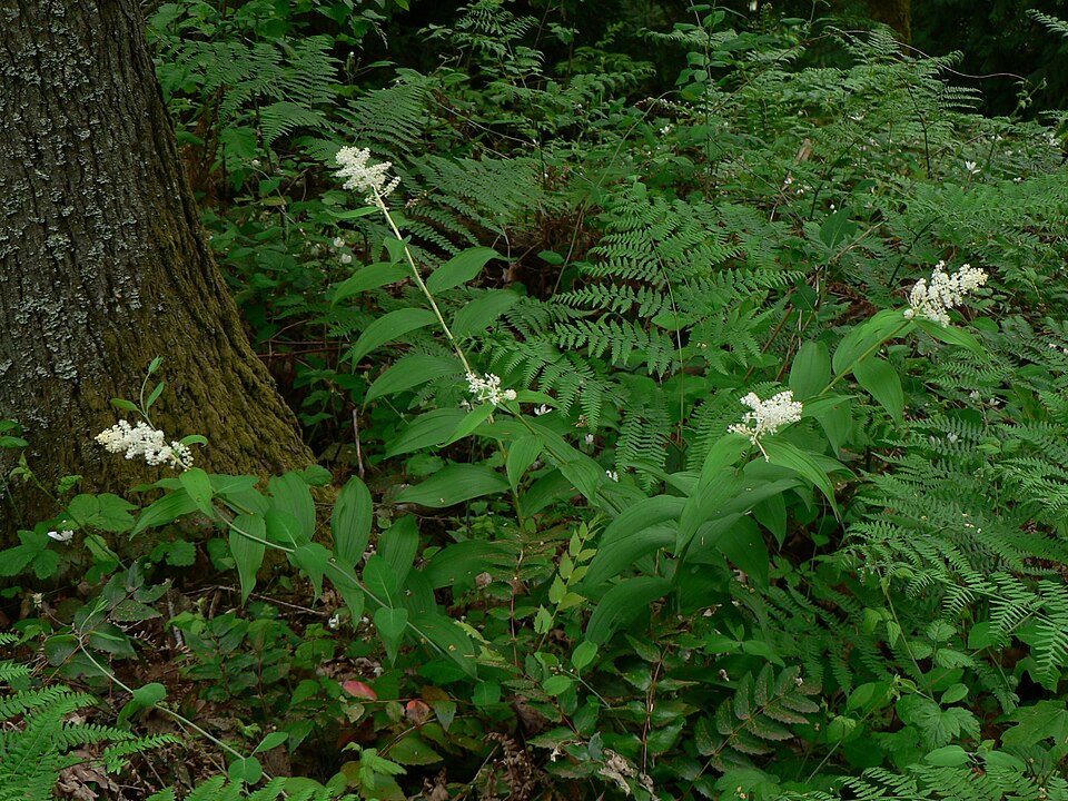 Maianthemum racemosum (false Solomon's Seal) (alternate view 9)