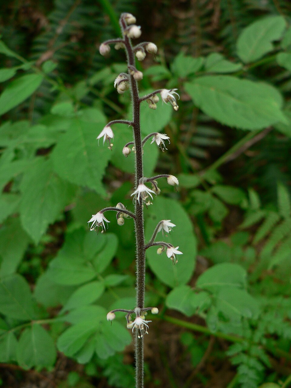 Tiarella trifoliata (foamflower) (alternate view 6)