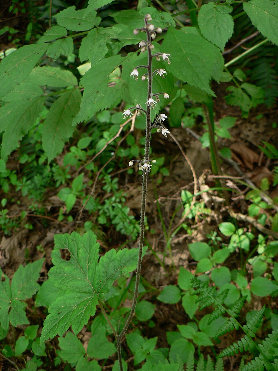 Tiarella trifoliata (foamflower) (alternate view 7)