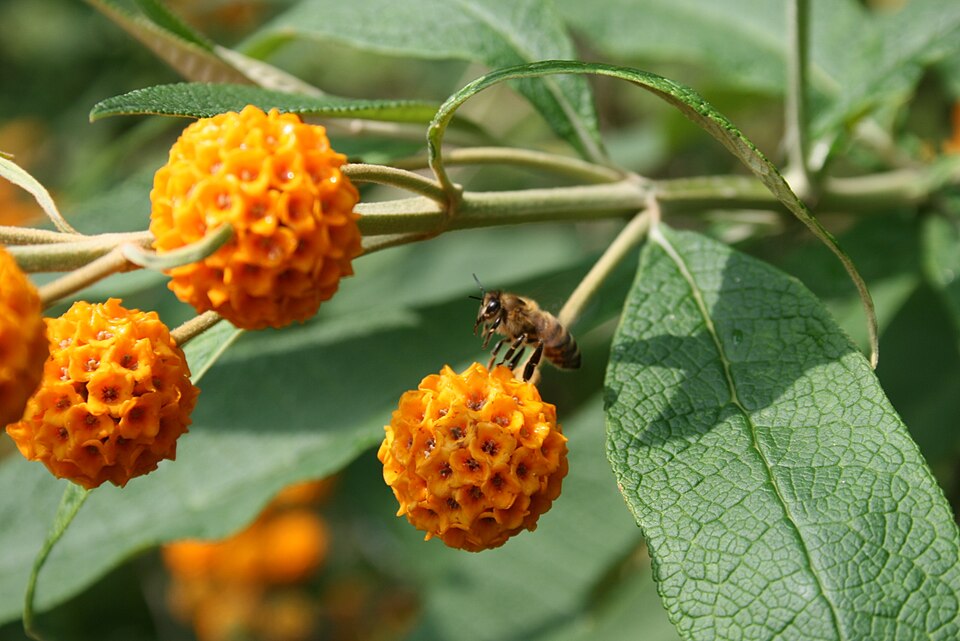 Buddleja globosa (globe butterfly bush) (alternate view 4)