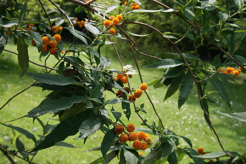 Buddleja globosa (globe butterfly bush) (alternate view 5)