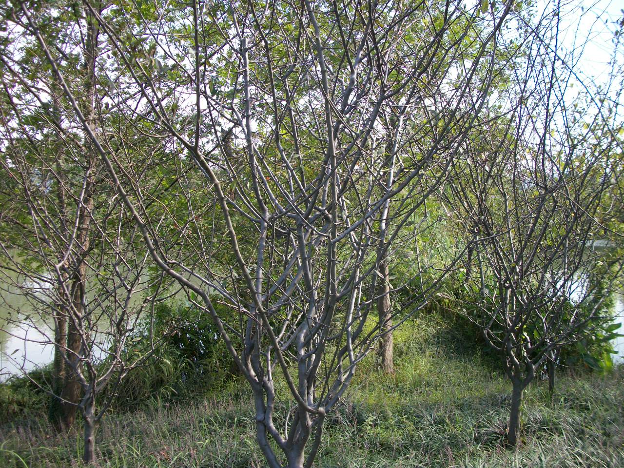 Malus halliana, Hall crabapple — spreading deciduous (Rosaceae) (image 5 of 10)