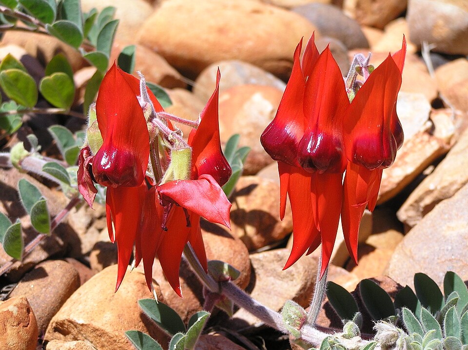 Swainsona formosa (Sturt's Desert Pea) (alternate view 6)