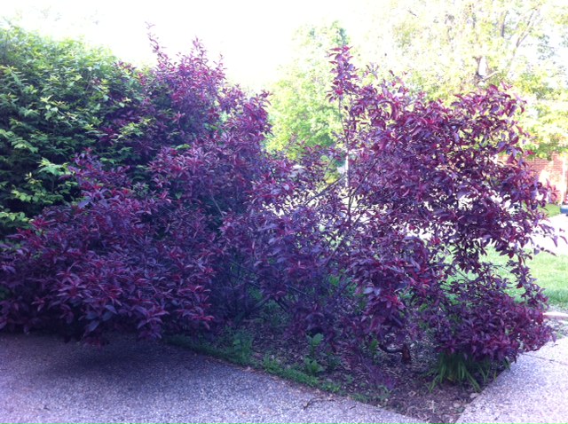 Prunus × cistena (Purple-leaved Sand Cherry) (alternate view 9)