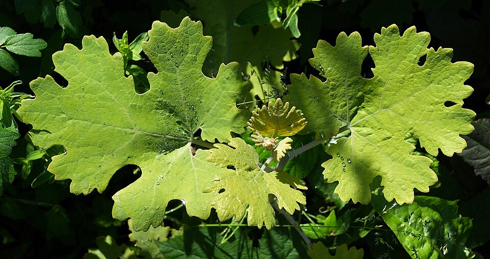 Macleaya cordata (plume poppy) (alternate view 8)