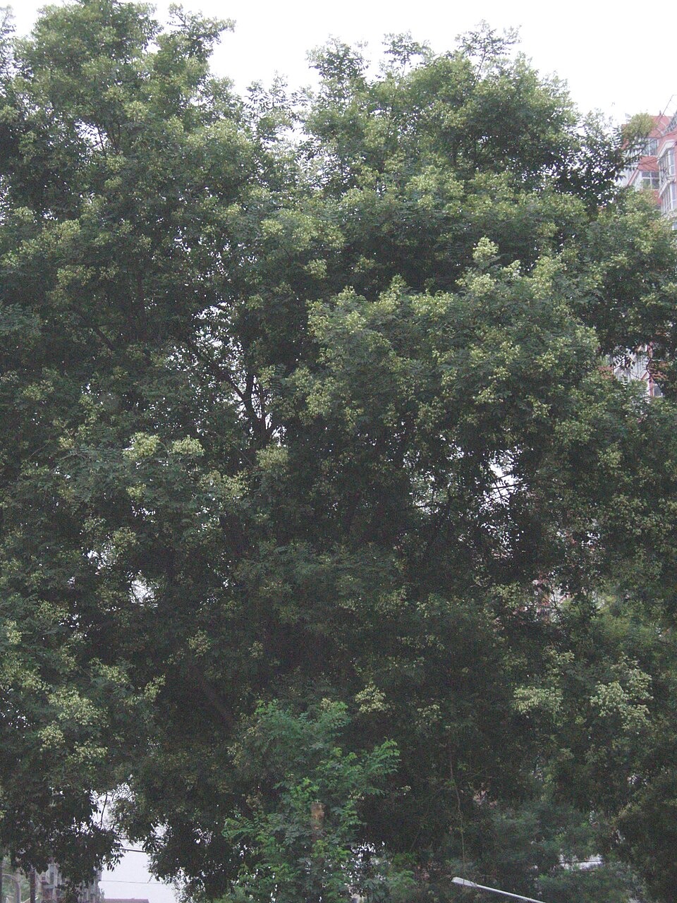 Styphnolobium japonicum (Japanese pagoda tree)
