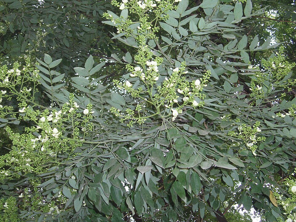 Styphnolobium japonicum (Japanese pagoda tree)