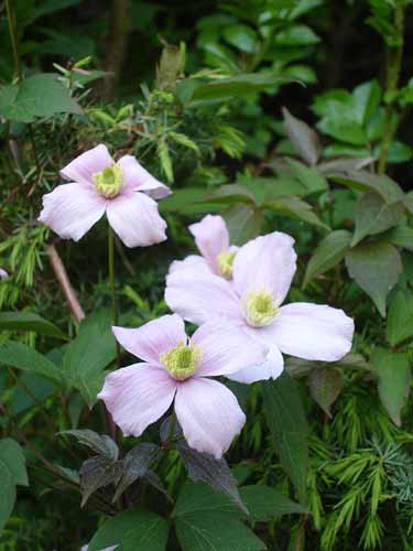 Clematis montana var. 'Tetrarose' (Tetrarose Clematis)
