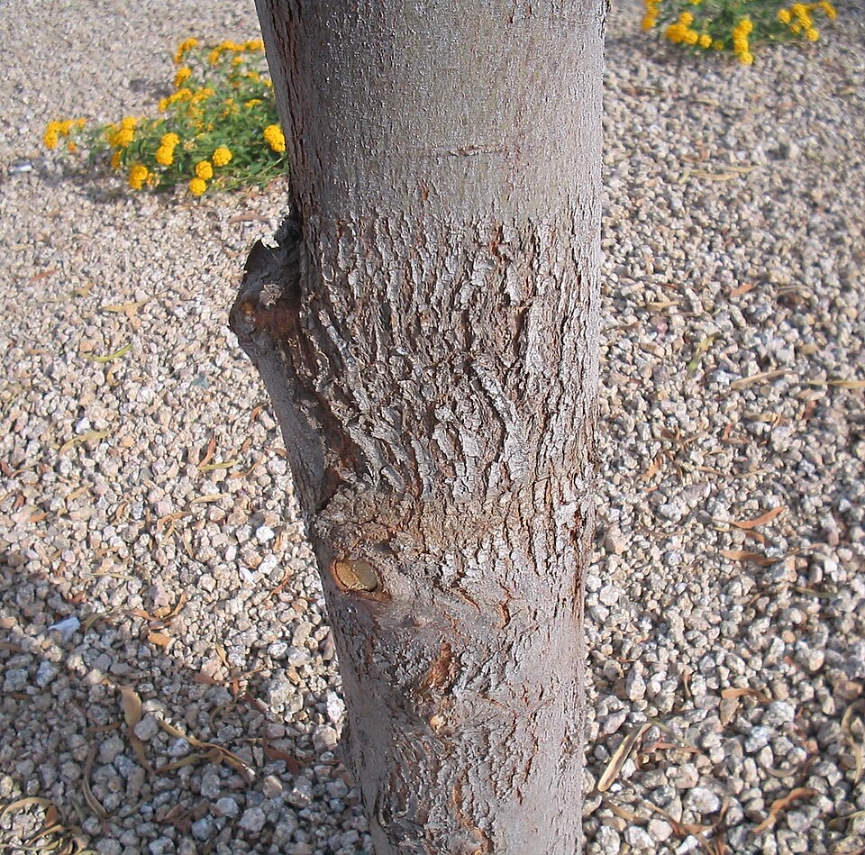 Acacia salicina (Willow Acacia) (alternate view 4)