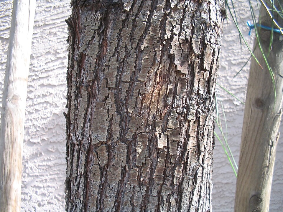 Acacia stenophylla (alternate view 5)