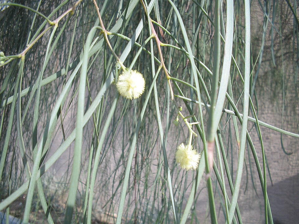 Acacia stenophylla (alternate view 6)