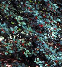 Ilex opaca (American Holly) (alternate view 5)
