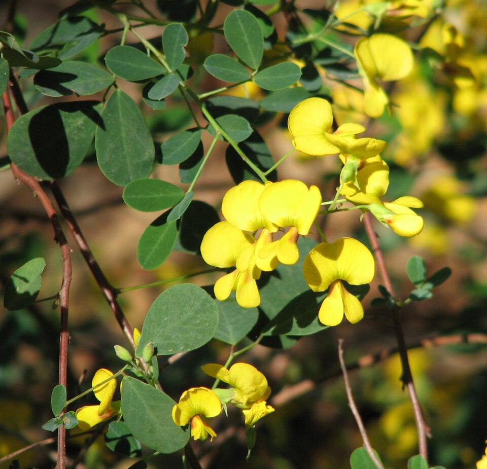 Goodia lotifolia (Clover-leaved Poison)