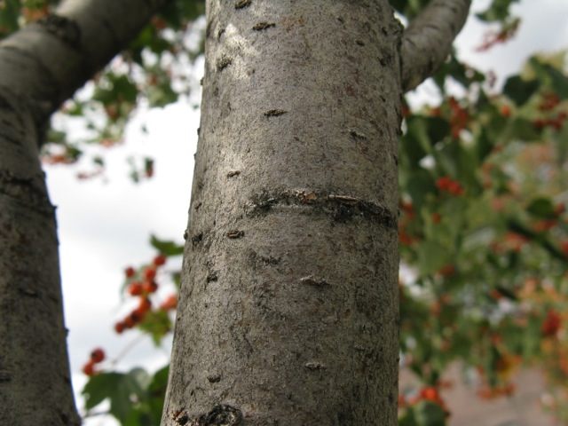 Crataegus phaenopyrum (Washington thorn) (alternate view 6)