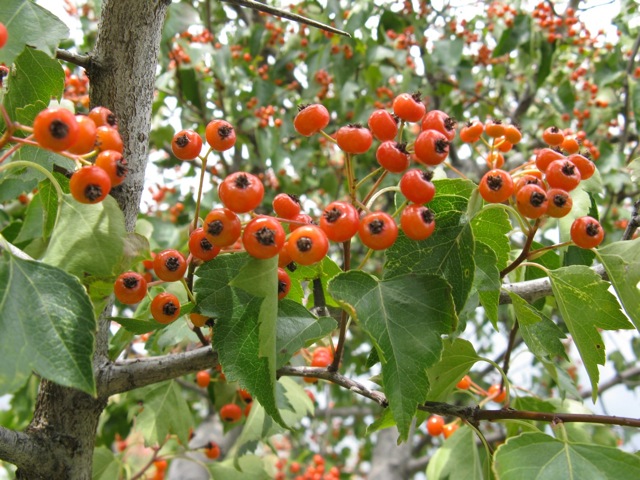 Crataegus phaenopyrum (Washington thorn) (alternate view 7)