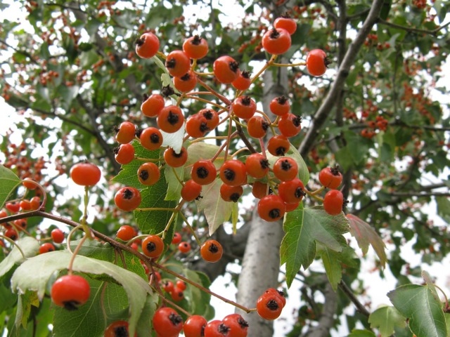 Crataegus phaenopyrum (Washington thorn) (alternate view 8)