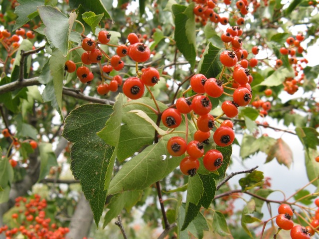 Crataegus phaenopyrum (Washington thorn) (alternate view 9)