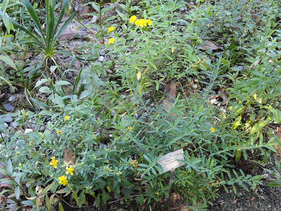 Hypericum kalmianum (Kalm St. John's Wort) (alternate view 9)