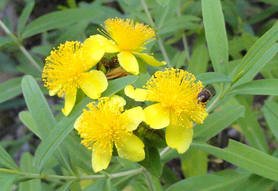 Hypericum kalmianum (Kalm St. John's Wort) (alternate view 10)