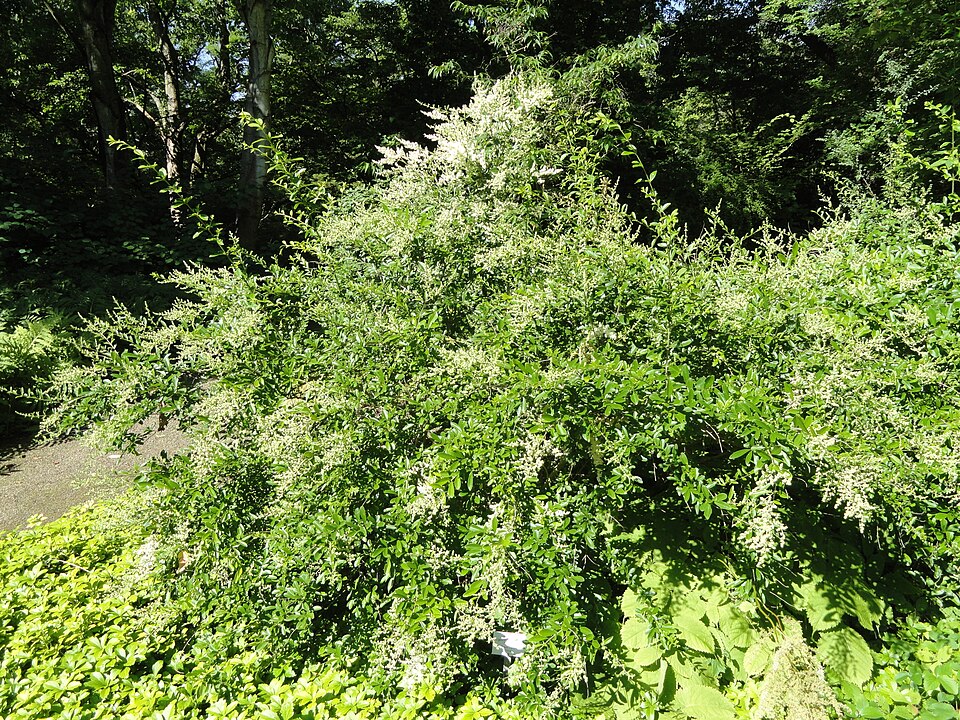 Ligustrum quihoui (Quihoui privet) (alternate view 6)