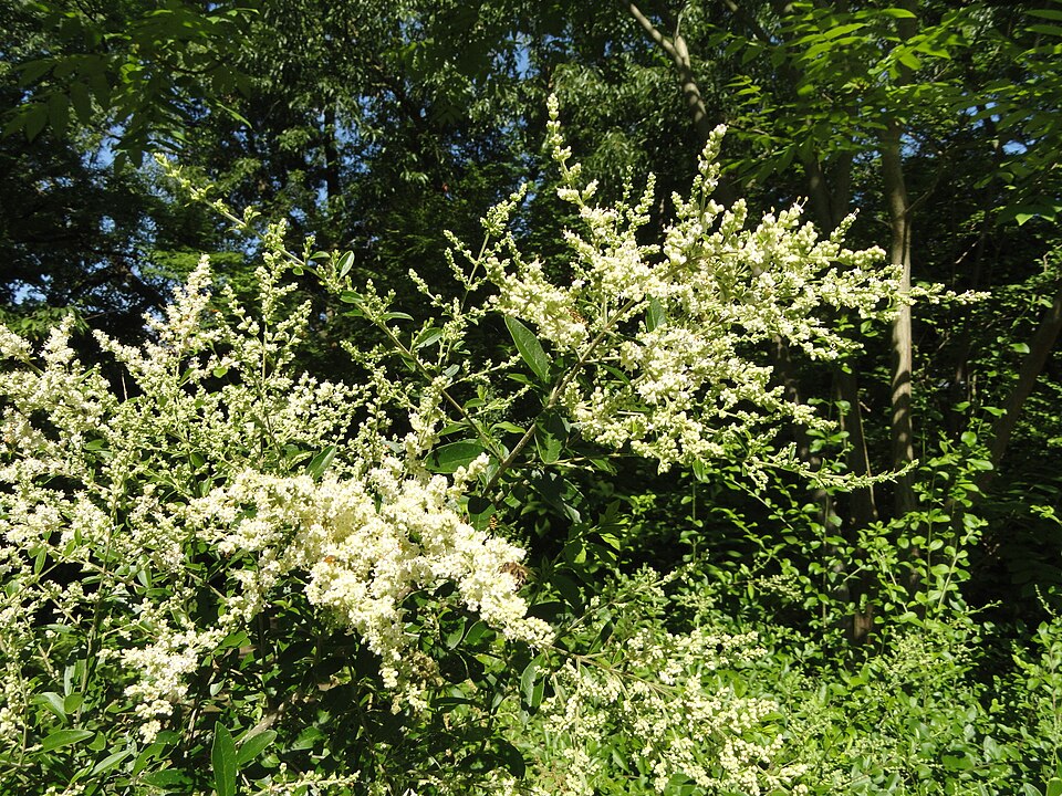 Ligustrum quihoui (Quihoui privet) (alternate view 7)