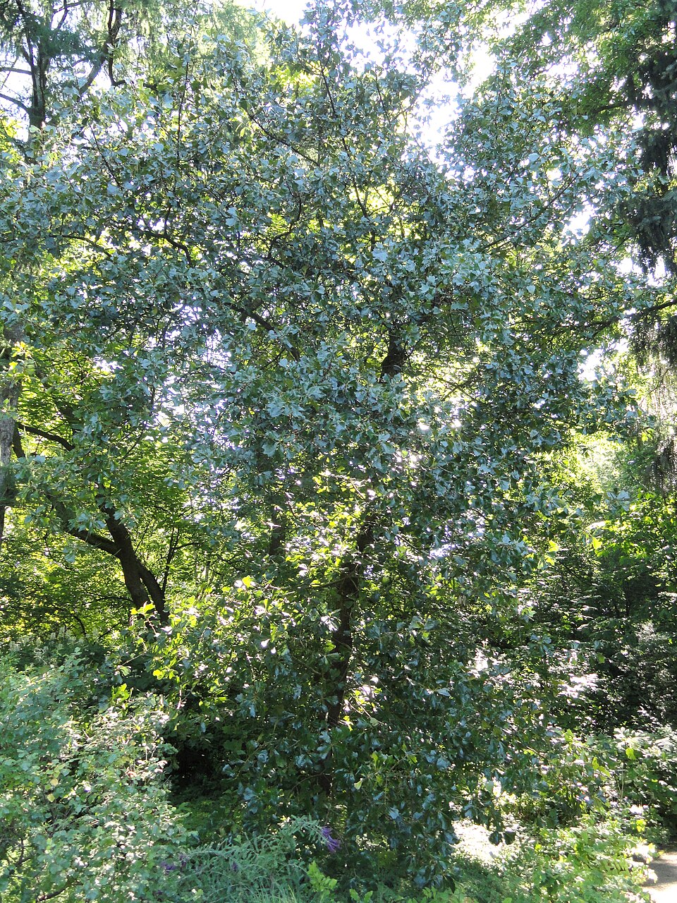 Quercus marilandica (blackjack oak) (alternate view 10)