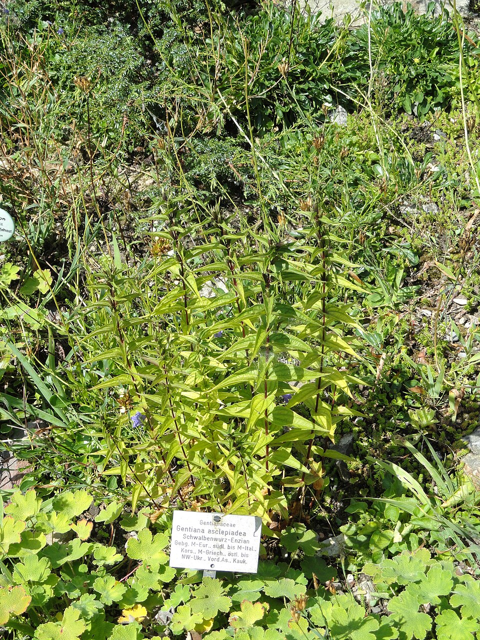 Gentiana asclepiadea (Willow Gentian) (alternate view 10)