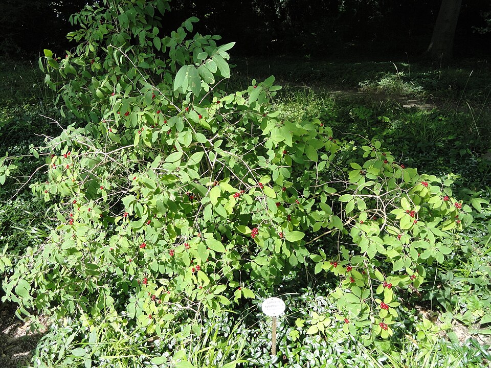Lonicera xylosteum (Fly Honeysuckle)