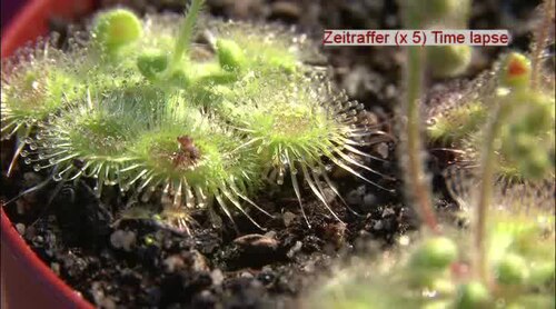 Drosera glanduligera (Pimpernel sundew) (alternate view 9)