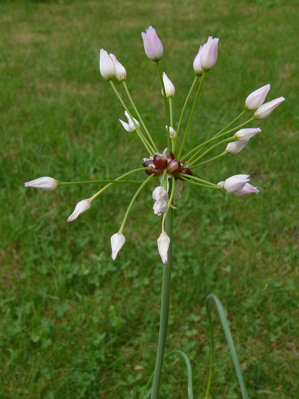 Allium unifolium (one-leaved onion) (alternate view 6)