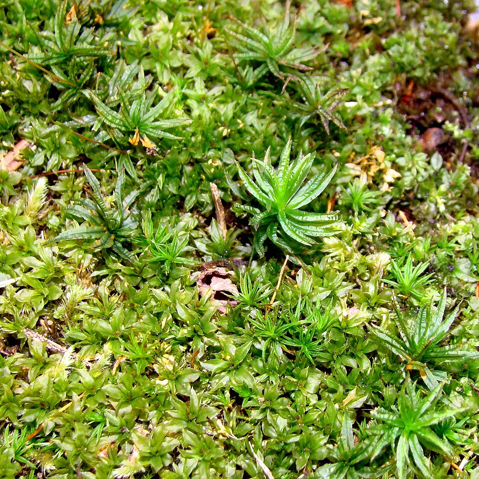 Atrichum (Smoothcap Mosses) (alternate view 7)