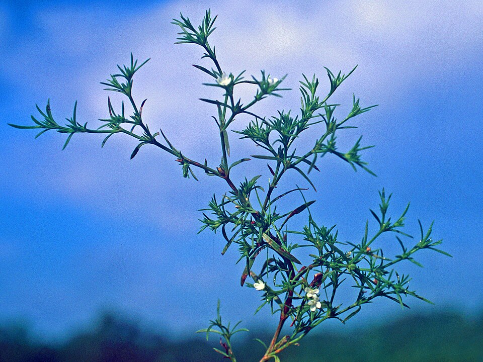 Polypremum procumbens (Rust Weed) (alternate view 2)