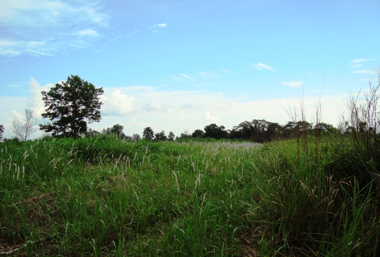 Imperata cylindrica, Japanese blood grass — spreading deciduous (Poaceae) (image 3 of 9)