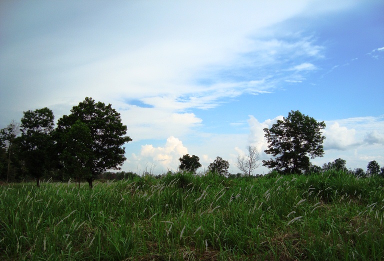 Imperata cylindrica, Japanese blood grass — spreading deciduous (Poaceae) (image 4 of 9)